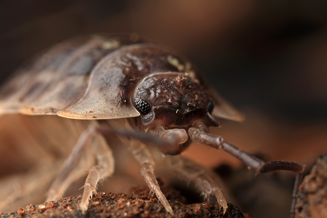 Woodlouse 3